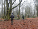 Dans la forêt celtique de Bibracte sur le Mont Beuvray - Morvan– Photo (…)