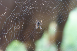 https://pixabay.com/fr/araign%C3%A9e-r%C3%A9seau-centre-middle-958463/