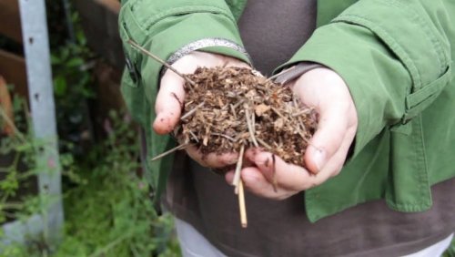 Un enfant tient une matière compostée dans ses mains
