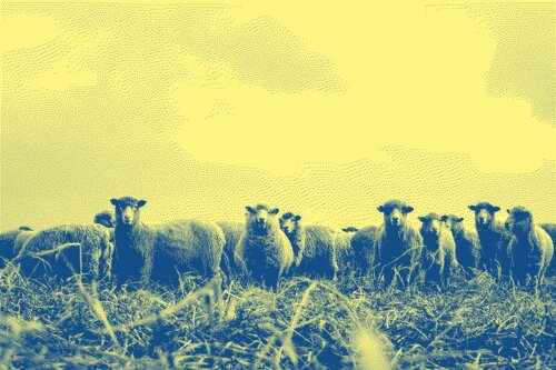 une image de moutons qui vous regardent
